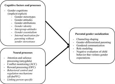 Frontiers A Neurocognitive Approach To Studying Processes Underlying